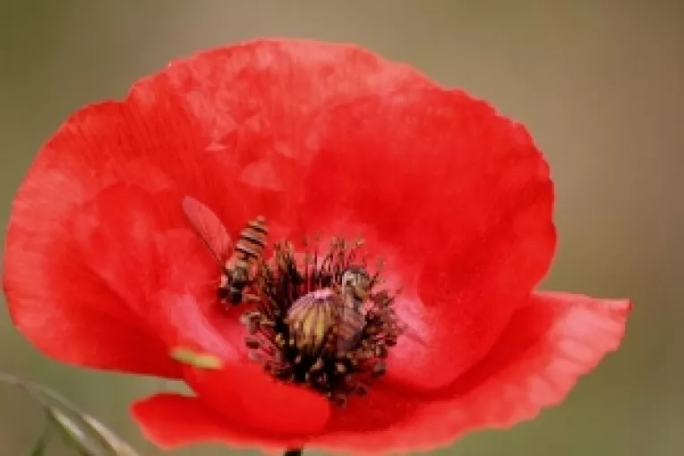 Interpretarea visului in care apare un camp cu maci