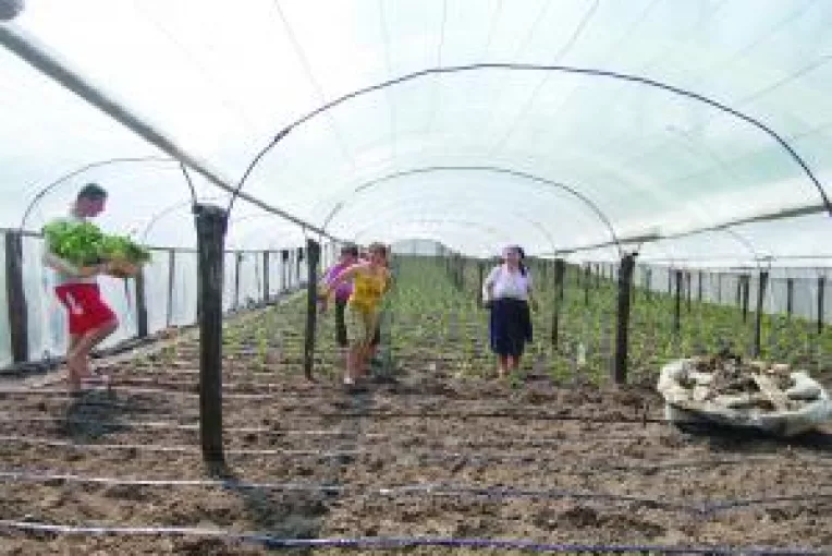 Legumicultura ia avant. Fermierii extind solariile