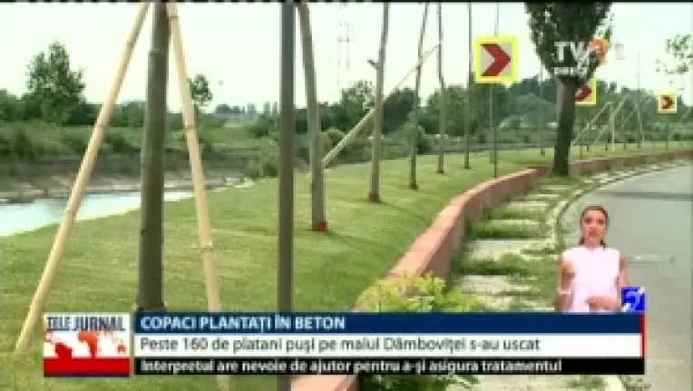 Peste 160 dintre platanii plantati anul trecut in beton, pe malul Dambovitei, s-au uscat