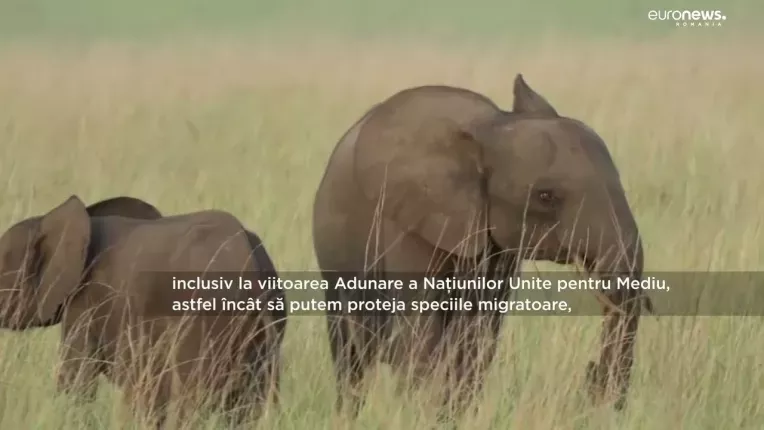 Raport ONU: Una din cinci specii migratoare este in pericol de disparitie
