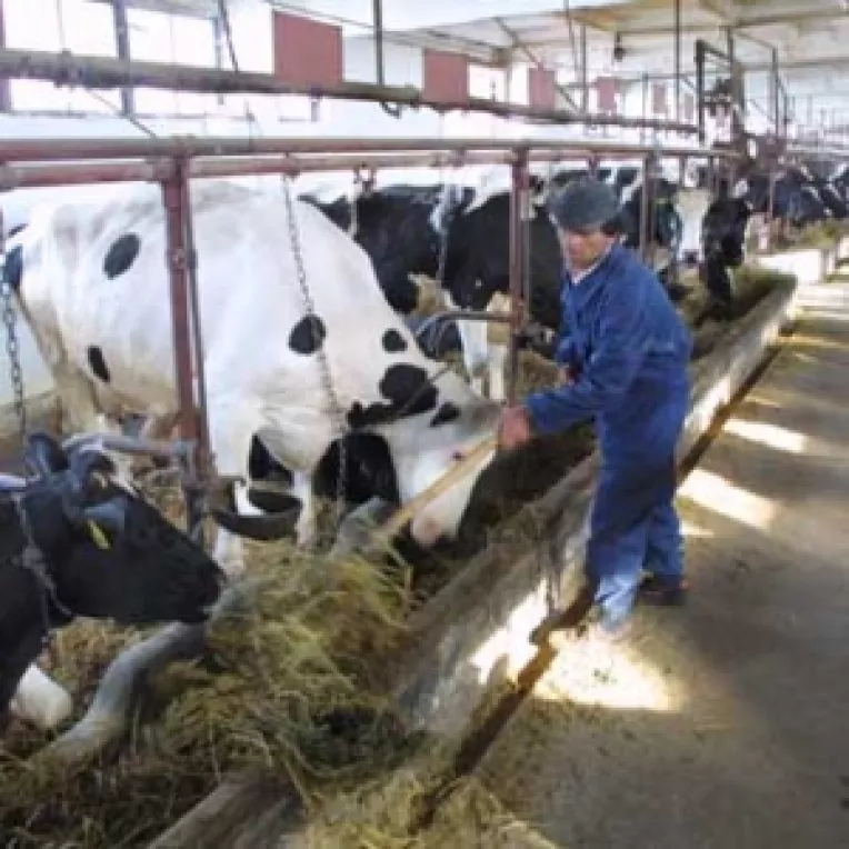 Seceta a crescut numarul animalelor sacrificate